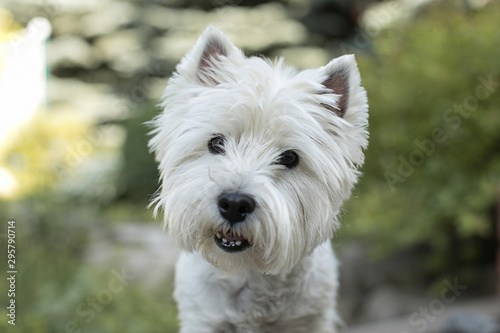 west highland white terrier