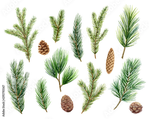 Christmas vector set with green pine branches and cones.