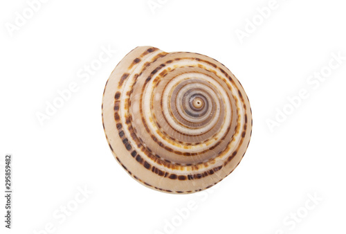 Brown seashell isolated on white background