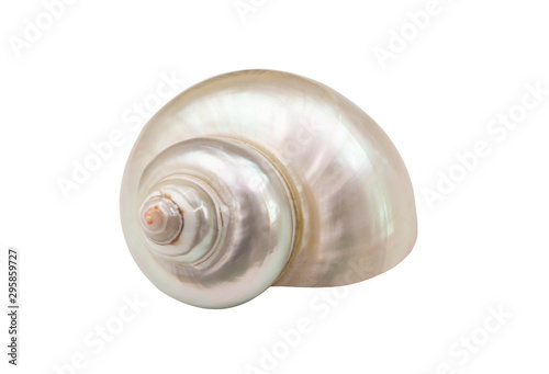 Pearl snail seashell isolated on white background