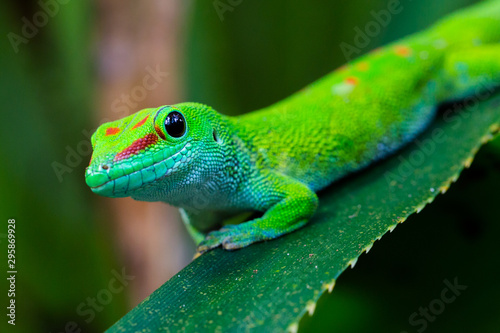 close-up side view Madagascar giant day gecko (phelsuma grandis)