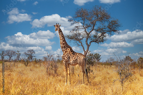 Giraffe in Kruger park South Africa