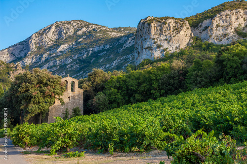 vineyards in the wine region Languedoc-Roussillon, Roussillon, France