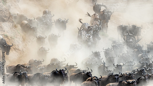 Wildlife Mad Rush Herd Stampede