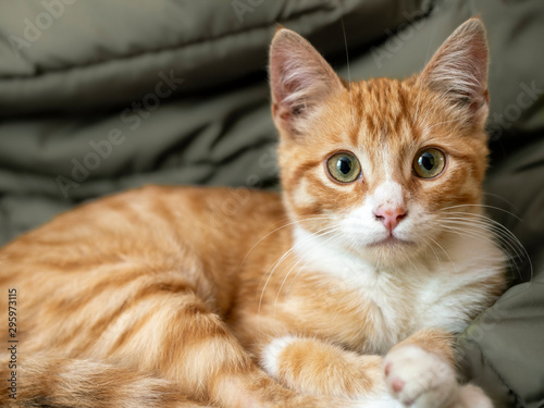 Young pet orange tabby cat kitten with green eyes. 