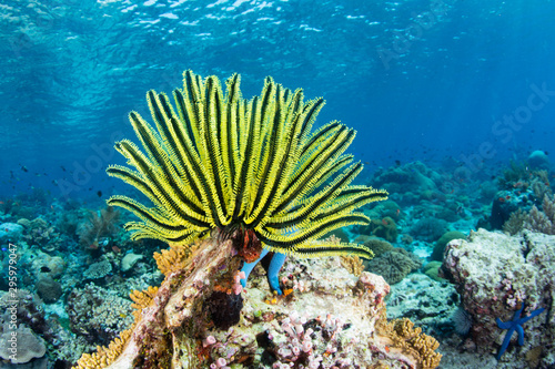 A bright yellow crinoid fans its tentacles out to feed on plankton flowing over a reef in Indonesia. Crinoids are ancient echinoderms often found as fossils.