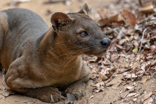 The detail of fossa ((Cryptoprocta ferox). Unique endemic species from Madagascar