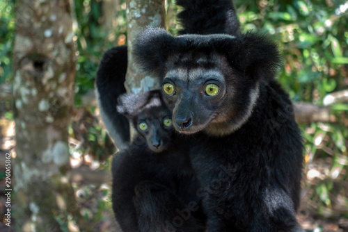 Beautiful image of the Indri lemur - Indri Indri. Together with the baby