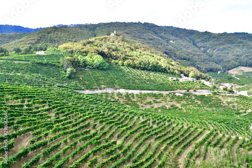 green hills and vineyards