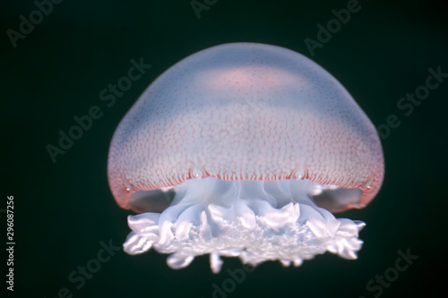 The cannonball jellyfish (Stomolophus meleagris) isolated on the black background