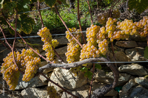 Petite Arvine grape variety in Terraced vineyards above Martigny in Valais Switzerland