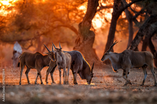 The common eland, also known as the southern eland or eland antelope with back light with sunset in Mana Pools National Park in Zimbabwe