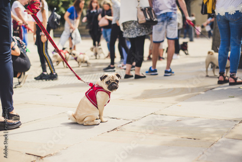 young french bulldog sitting on the street