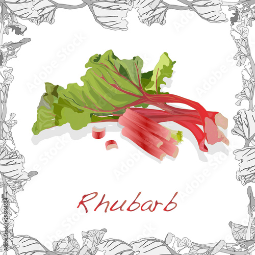 Fresh rhubarb illustration isolated on white background. Vector image