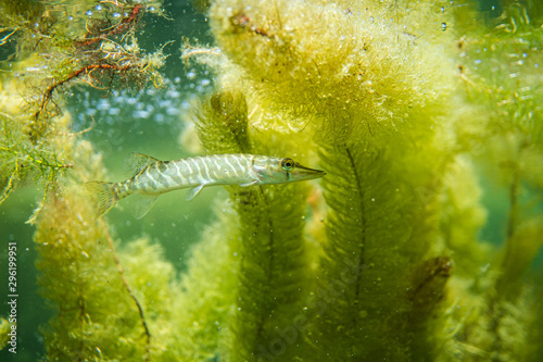 small pike in a lake in austria, swimming pike under lake gras