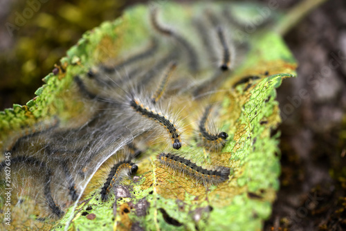 Caterpillars of the Aporia crataegi (black-veined white) eating apple leaves, close up macro detail, soft blurry bokeh