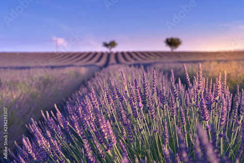 Big lavender field in Provence, France