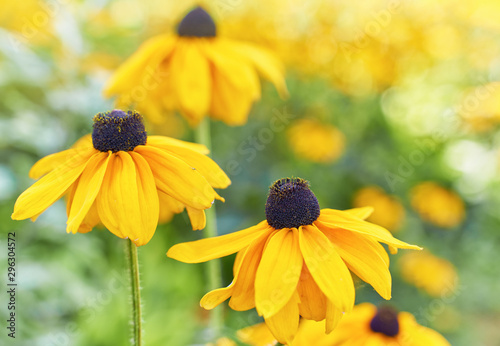 Black eyed susan- rudbeckia flowers