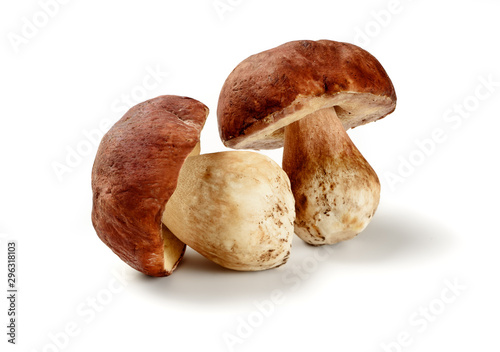 boletus edulis isolated