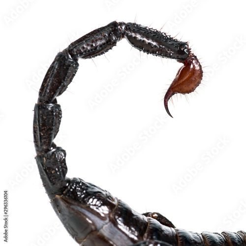 Close up of the tail and stinger of Pandinus imperator