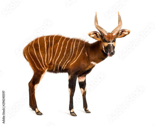 Bongo, antelope, Tragelaphus eurycerus standing, isolated on white