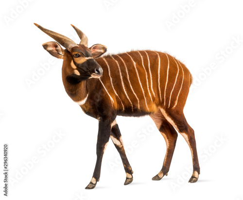 Bongo, antelope, Tragelaphus eurycerus standing, isolated