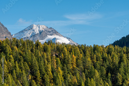 Piz Tremoggia with autumn forest with yellow larches