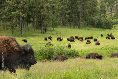 Bison in the Black Hills, South Dakota