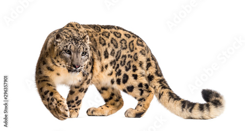 Snow leopard, Panthera uncia, also known as the ounce