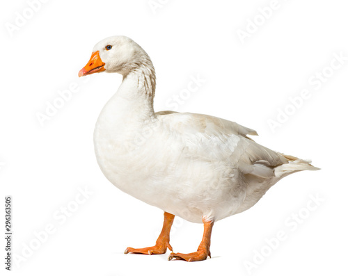 Domestic goose standing against white background