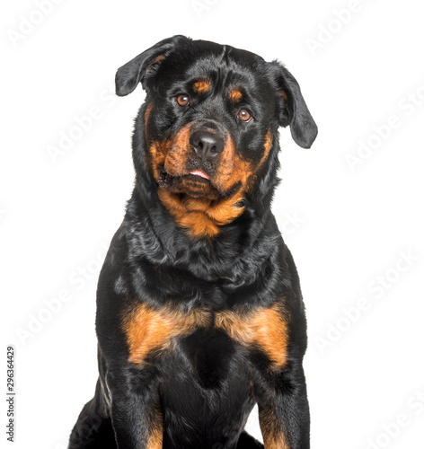 Rottweiler sitting against white background