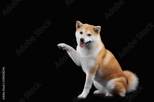 Red shiba inu at black background