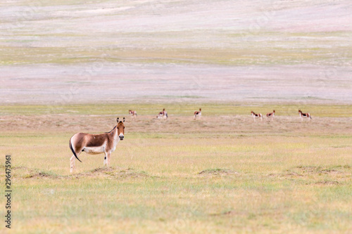 equus kiang in qinghai