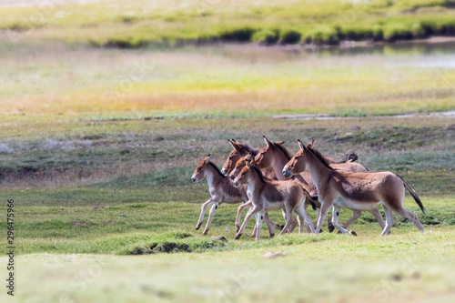 equus kiang in three river source region