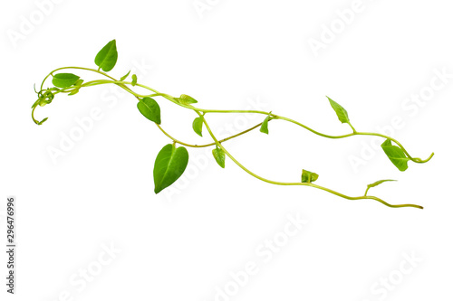 Bush grape or three-leaved wild vine cayratia (Cayratia trifolia) liana ivy plant bush, nature frame jungle border isolated on white background, clipping path included