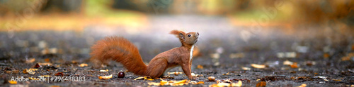 lustiges Eichhörnchen im Park