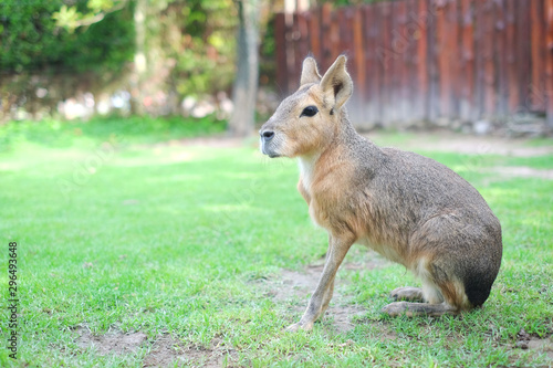 cute mara sit at the garden