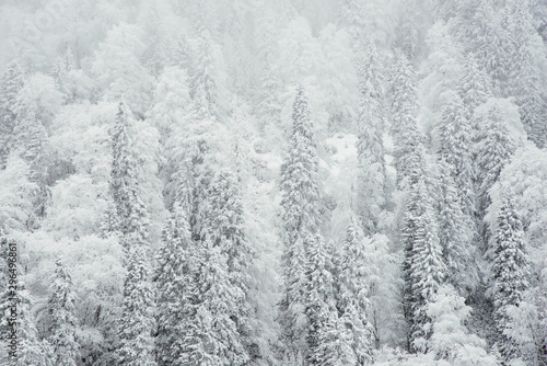 Pine trees and snow