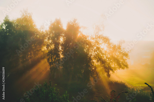 bright dawn on a summer morning. The sun's rays make their way through the branches of green birch trees and scatter in the fog. Warm colors