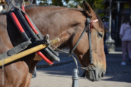 , cheval, portret, grzywa, uprząż, piękne, koni, sport, ssak, zwierzak, ujeżdżenia, biała