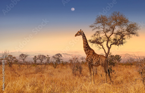 Giraffe at dawn in Kruger park South Africa