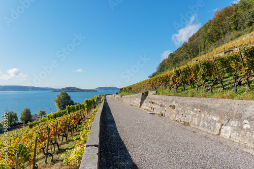 Herbstlich gefärbter Weinberg - Rebenweg von Biel nach La Neuveville - Herbst in der Schweiz am Bielersee