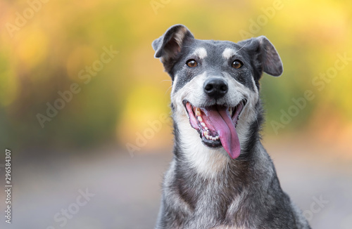 Closeup photo of an adorable dog.