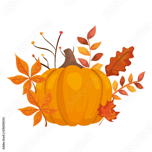 autumn pumpkin with leafs isolated icon vector illustration design