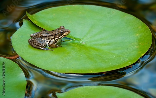 Young green frog (Rana clamitans) on pad of water lily (Nymphaea sp.) in backyard garden pond.