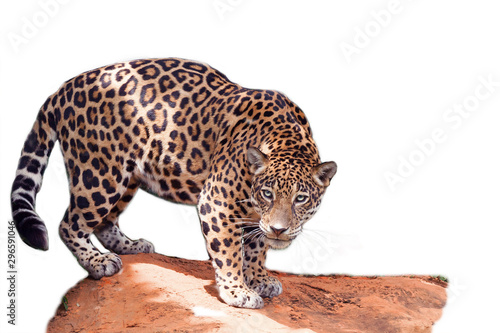 The jaguar stands on the rocks on a white background.