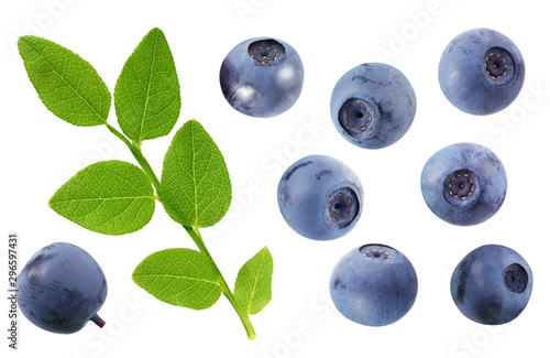 bilberry branch and berries isolated on white background.