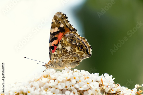 Schmetterling Distefalter auf einer weißen Blüte, Vanessa cardui