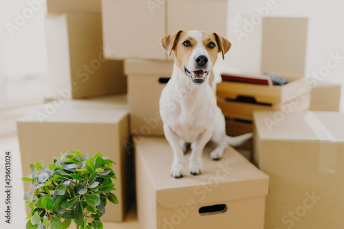 Funny dog sits on carton boxes, green indoor plant near, relocates in new modern apartment, has brown ears, white fur, happy to live in expensive house. Animals, moving day and housing concept