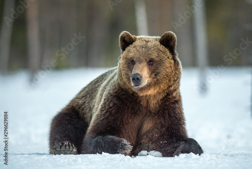 Wild adult Brown bear in the snow in winter forest. Scientific name: Ursus arctos. Natural habitat. Winter season
